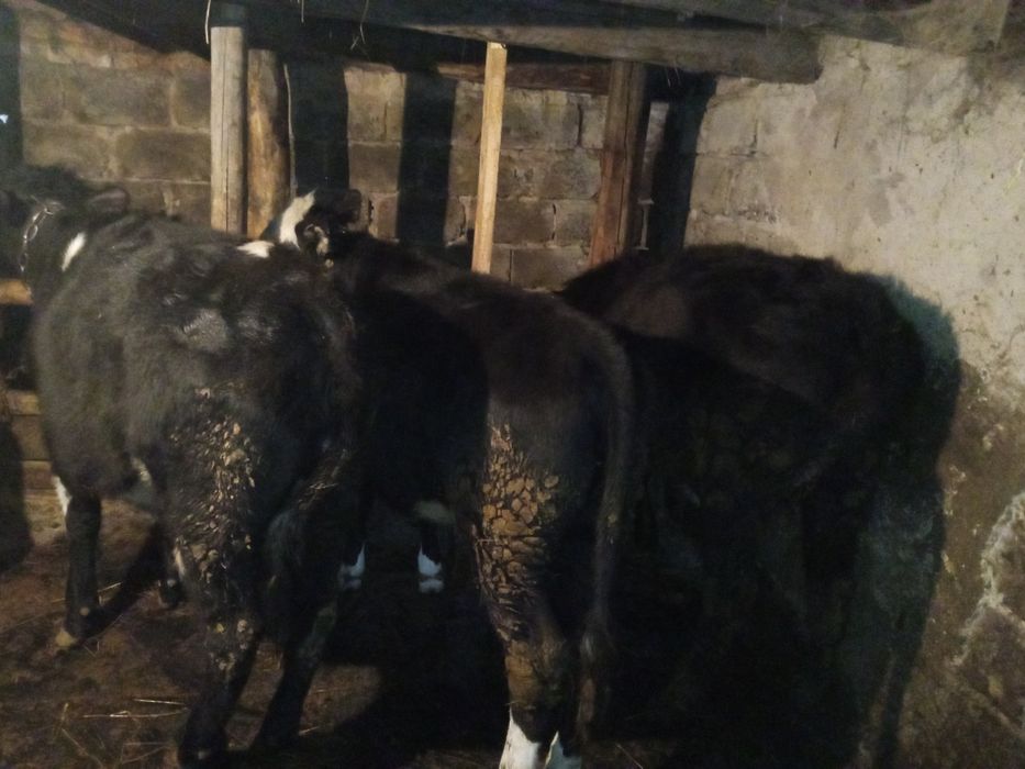 Продам 5 телочек