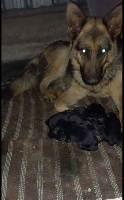 Немецкая овчарка