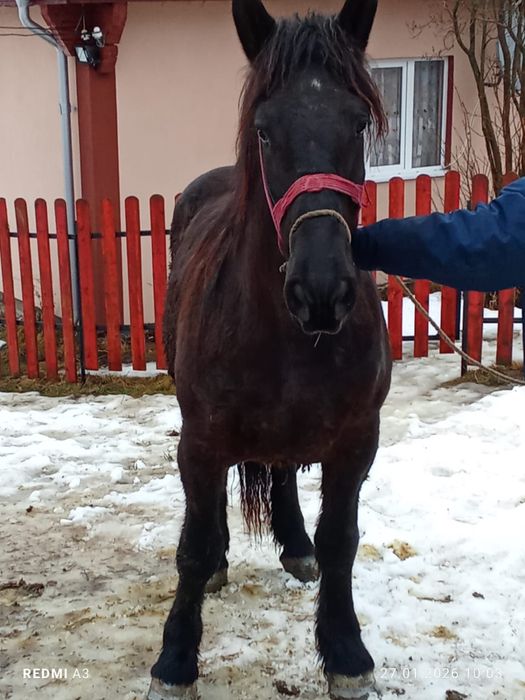 Mânz castrat de vanzare !