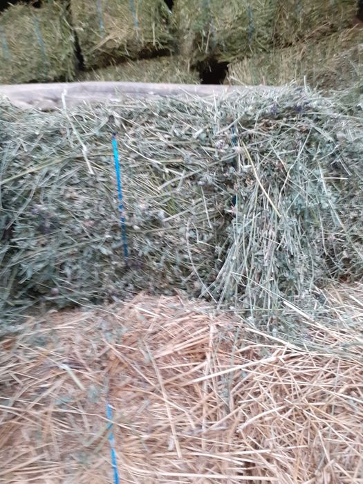 Vand baloți lucernă