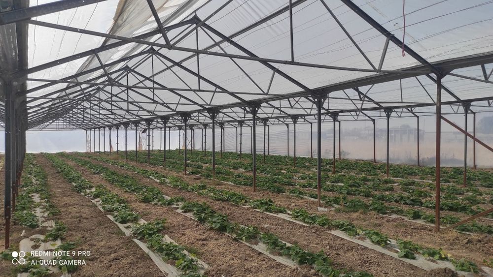 Жылыжай (теплица парник)