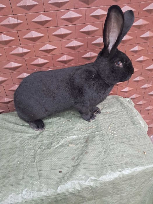 Vand Fluture german rasa pura maturi si pui !