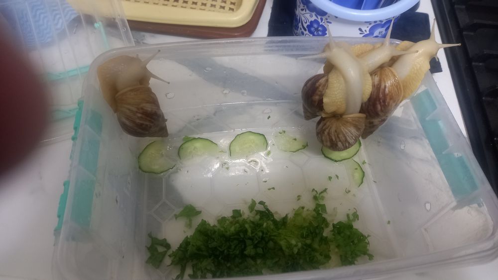 Улитка сатылады 4 еу