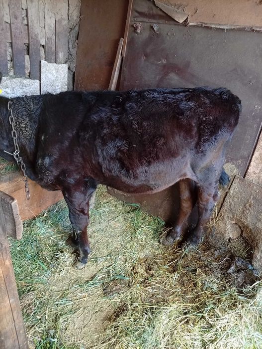 Vând vitea angus  de 3 luni înțărcată