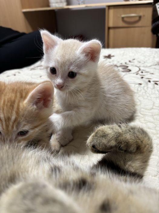 Отдам котенка( Девочка)