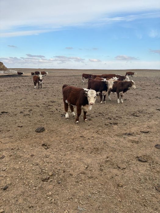 Подсосные белоголовые бычки (Акбас)