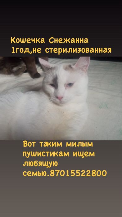 Котяткам нужен дом!