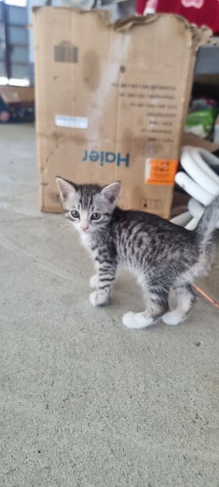 Котёнок. малчик .еркек мысық