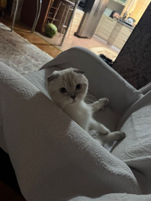 Продам породистого котика