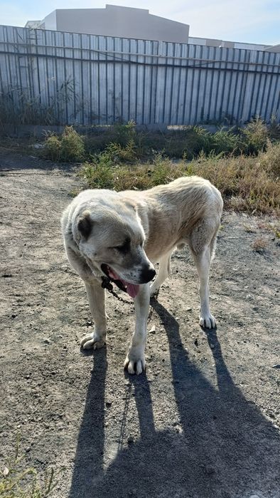 Отдам собаку в добрые руки