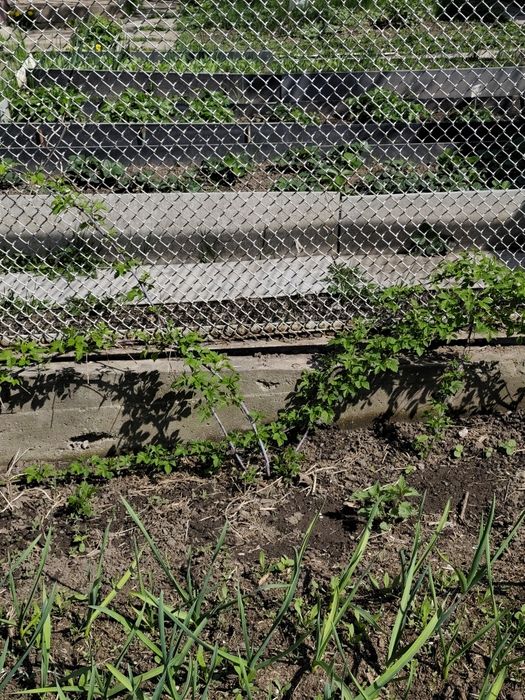 Малина черная настоящая