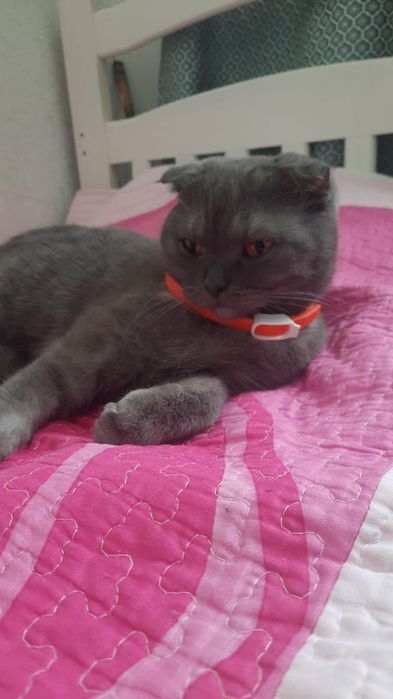 В добрые руки можно пожелым бабушкам или дедушкам