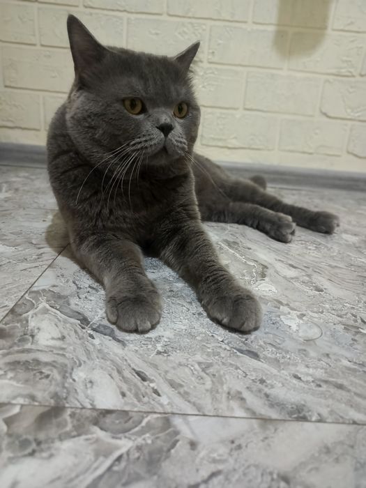 Вязка! Скоттиш страйт.Г.Чирчик рядом с Ташкентом.