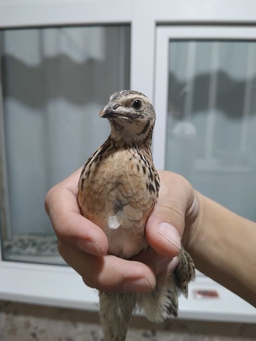 Saralangan chiroyli sayroq bedanala sotiladi