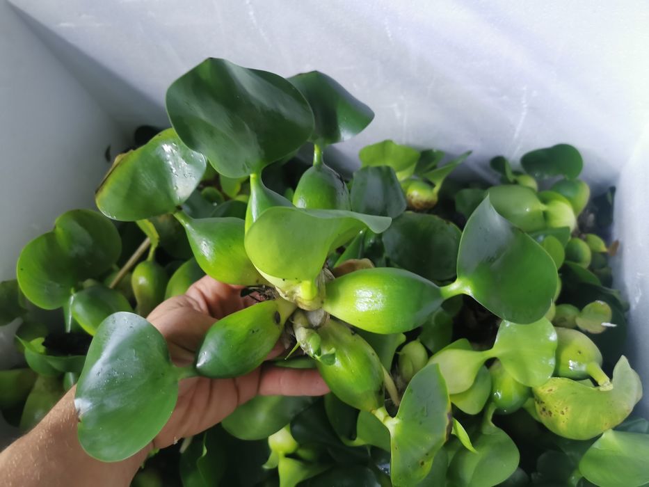 Planta de iaz easy Zambila de apa