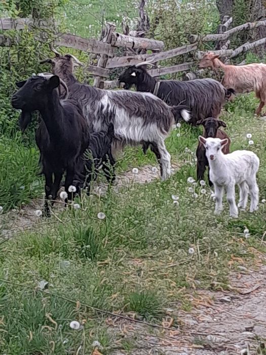 Capre tinere cu iezi!