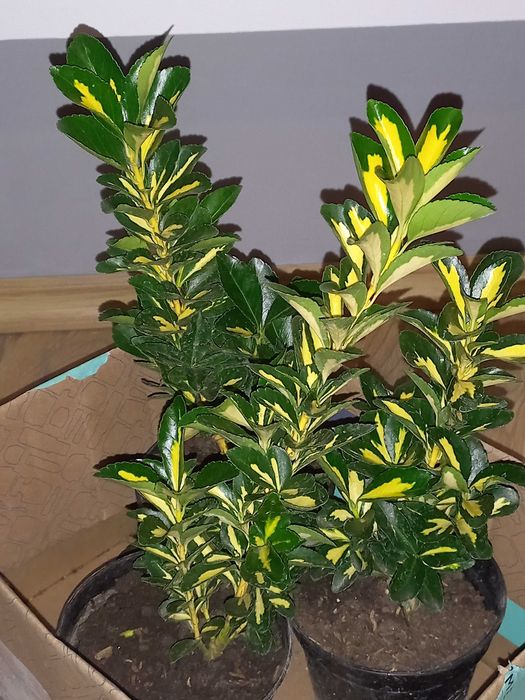 Euonymus Aureomarginatus