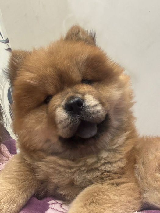 Милые щенки чау-чау