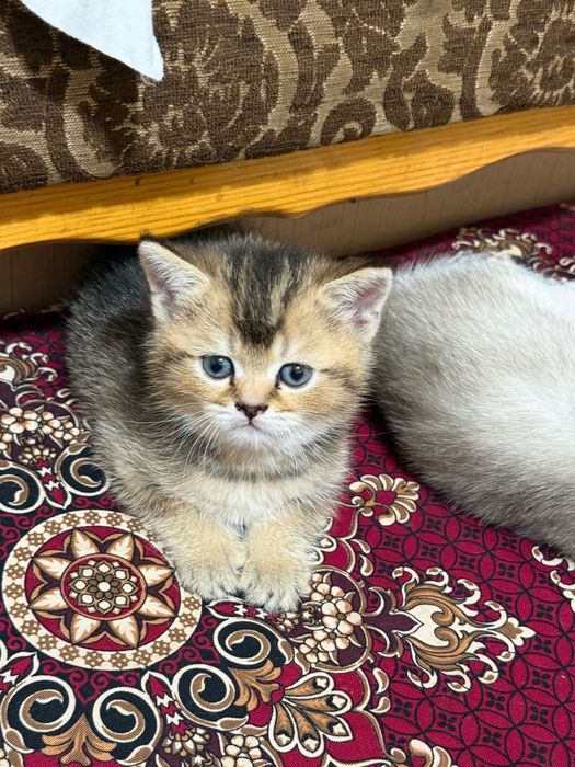 Mushuk bolasi sotiladi