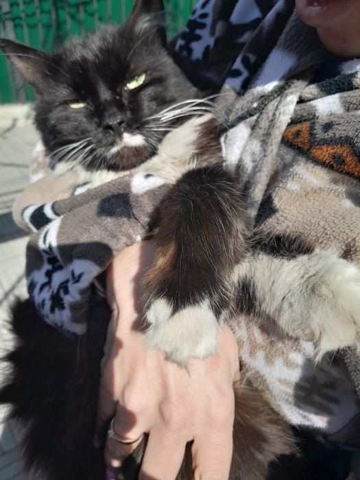 Отдам кошку в добрые руки