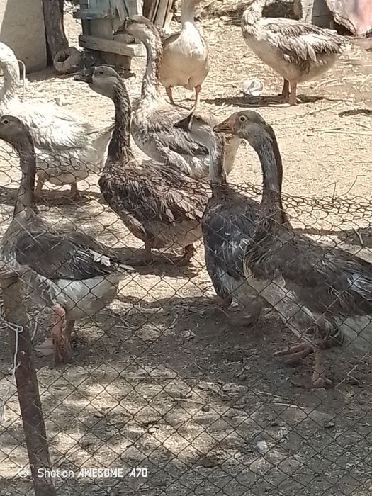 Каз дар сатылады