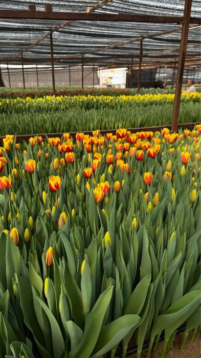 Тюльпаны оптом на 8марта Алматы Астана