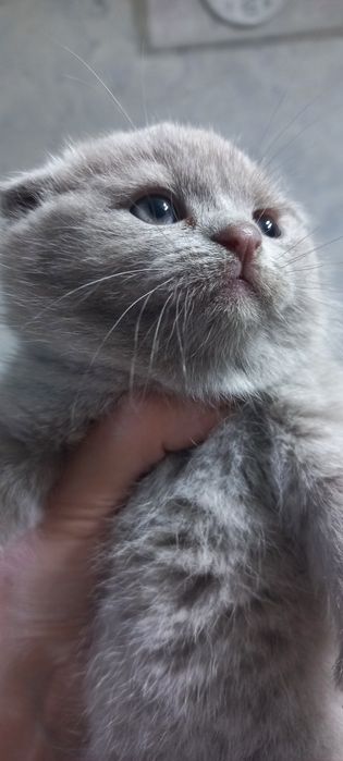 Продаются породистые шотландские котята Скотиш фолд и страйт