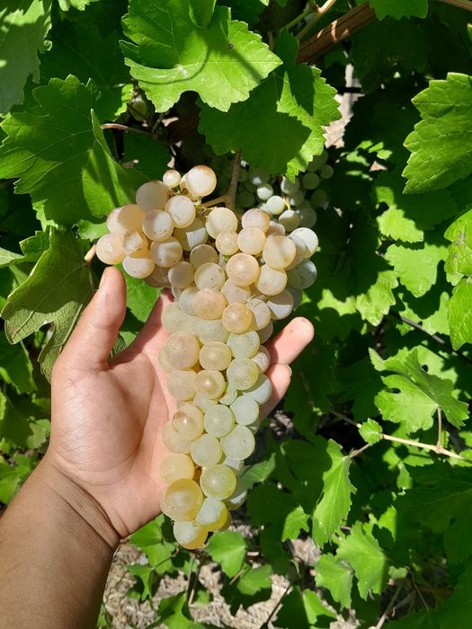 Vindem struguri  de vin