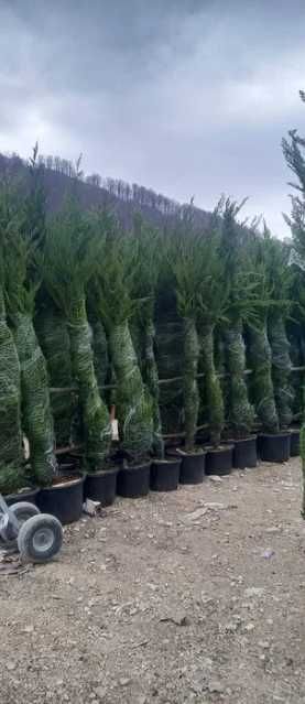 Cupressocyparis Leylandi Vesnic Verde pentru Curte