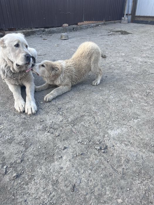 Продаются щенки САО