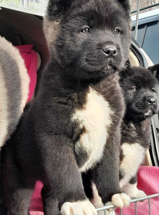 Щенки акиты. Каспий рассрочка 24 мес