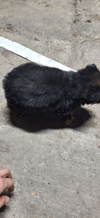 Отдам щенка в хорошие руки