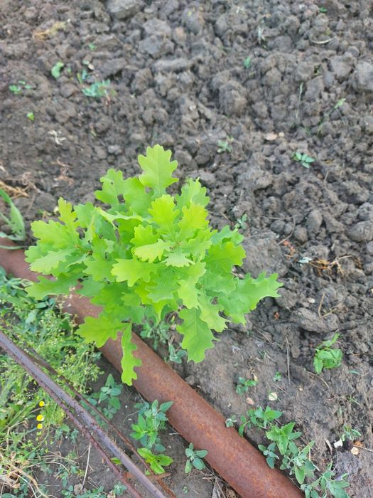 Продам саженцы хвойные