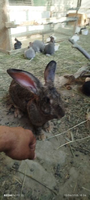 Flandr velekan quyon