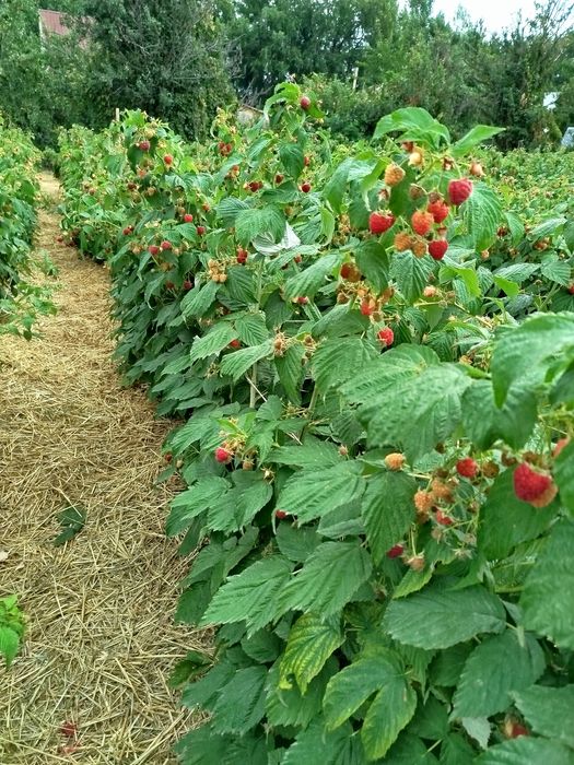 Продам саженцы ремонтантной малины
