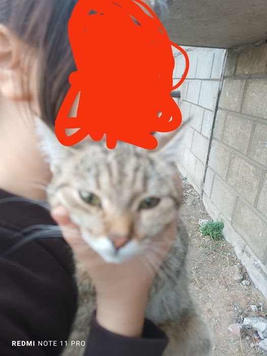 Кошка короткошёрстная