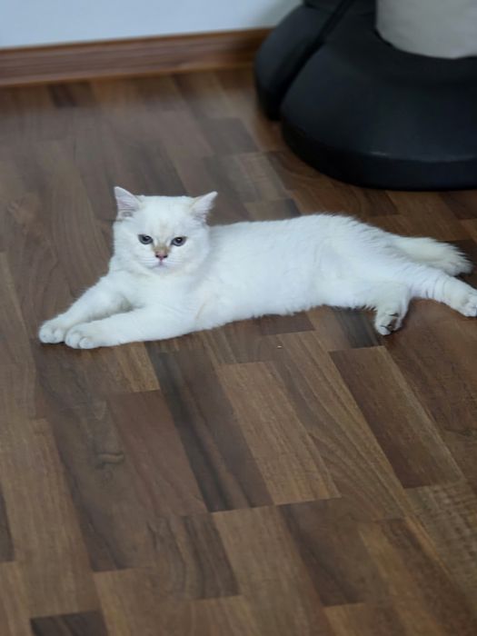 British shorthair  colorpoint