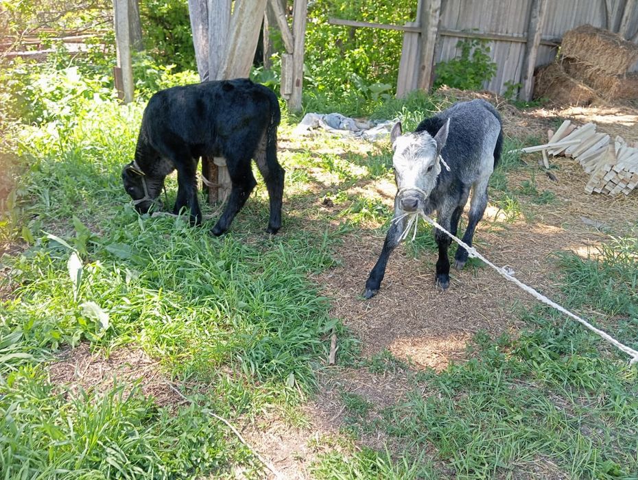 Телята один Ангус мама второй красная степная