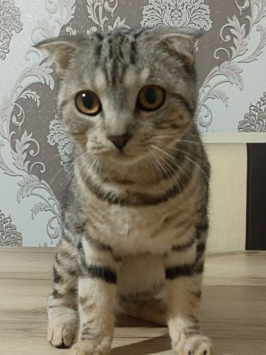 Вислоухая кошка девочка