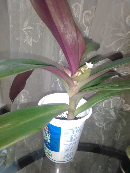 Продам комнатные цветы