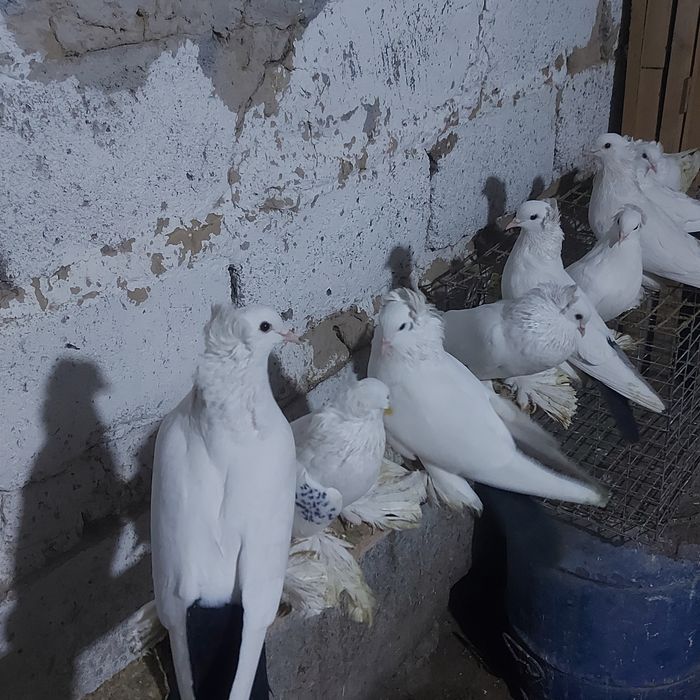 Чернахвосты лет с игрой  обрезные