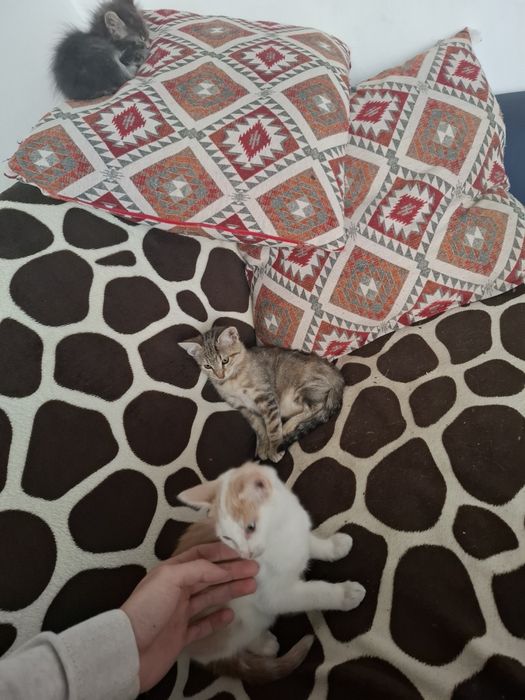 Pisici mici spre adoptie