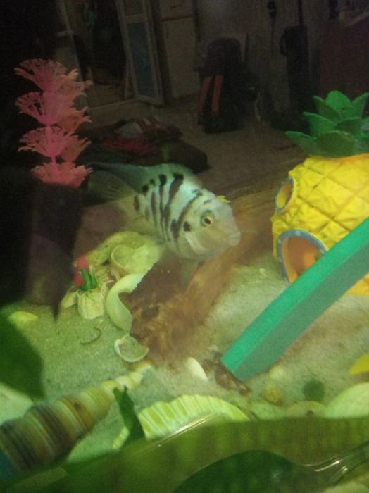 Рыба аквариум , мольки