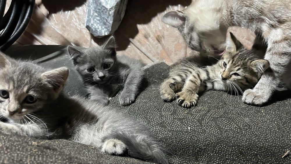 Отдам котят ………………………………