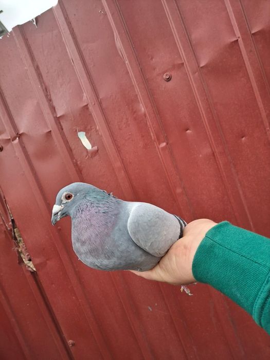 Vând porumbei cu pedigri masc