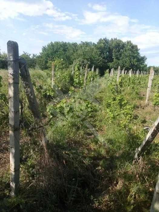 Продава се Парцел в с. Горна махала, Област Пловдив - 3000 кв.м за 8 €/кв.м - Снимка #1