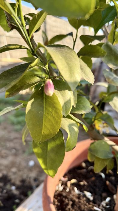 Саженцы лимона сорта Мейер