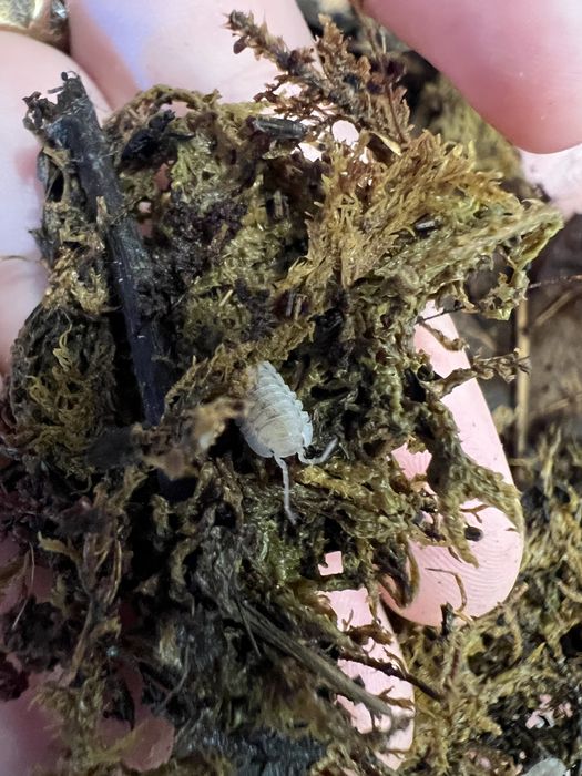 мокрицы Armadillidium maculatum