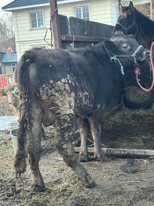 Бука бык бычек бык бука