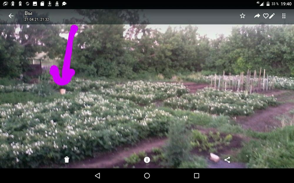 Таёжная земляника (рассада